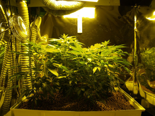 Grow Room 20100822