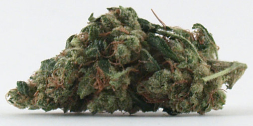 Headband OG Kush