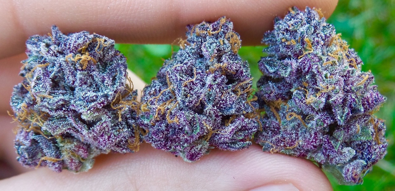 Purple Triplets